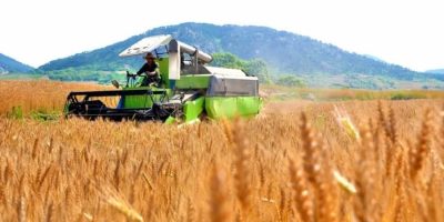 north-korea-wheat-barley-harvest-combine-2026.jpg