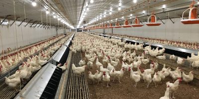 poultry-producer-flags-bird-flu-risk-.jpg