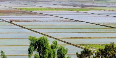 south-hwanghae-anak-county-rice-paddies.jpg