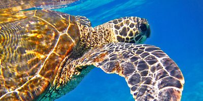 tortue-marine.jpg