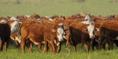 vacas.jpg
