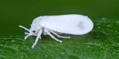 whitefly.jpg